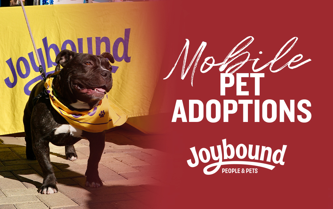 2025 adoptions dog