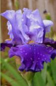 Iris Picture