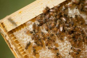 DIY Medicinal Honey Workshop with Guest Instructor Karyn Bender